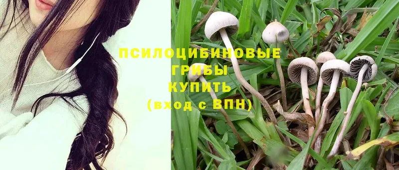 Галлюциногенные грибы MAGIC MUSHROOMS  продажа наркотиков  Зубцов 